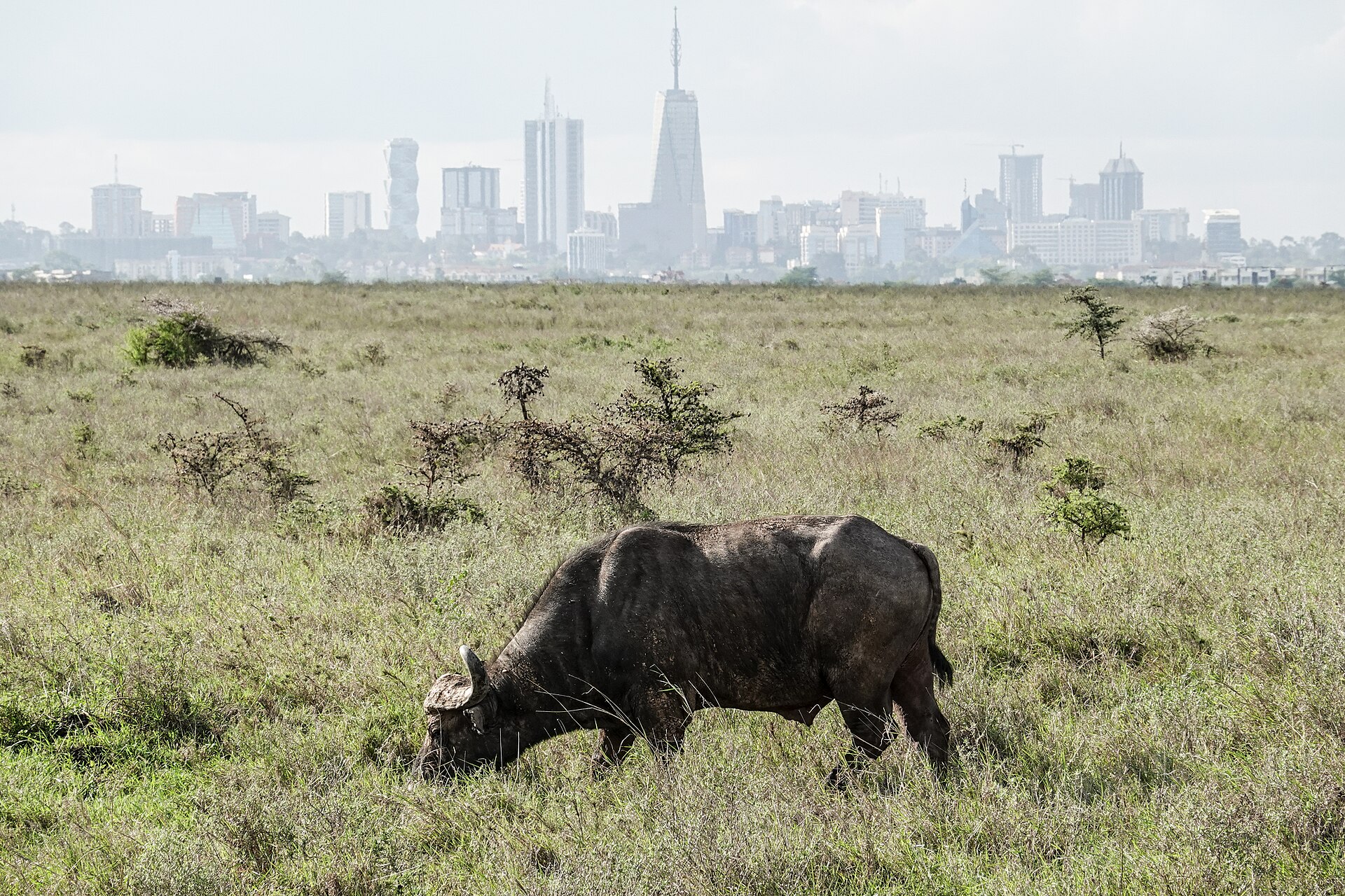Nairobi, where Vélora Motors is based